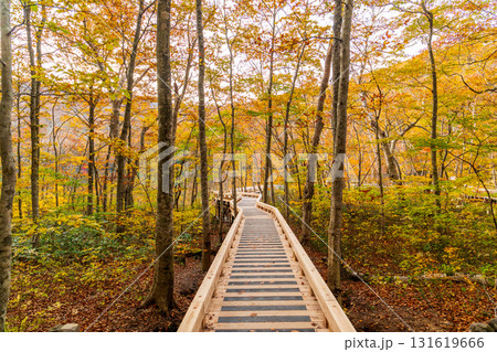 「青森県」蔦沼と沼めぐりの小路 「青森県」蔦沼と沼めぐりの小路 131619666