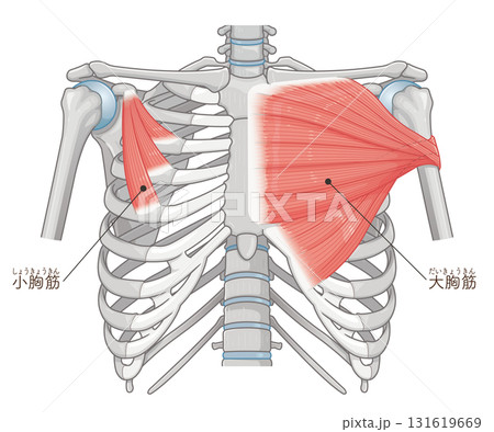 大胸筋、小胸筋のイラスト pectoral muscle illustration 131619669