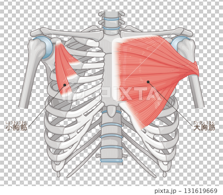 大胸筋、小胸筋のイラスト pectoral muscle illustration 131619669