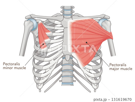 大胸筋、小胸筋のイラスト pectoral muscle illustration 131619670