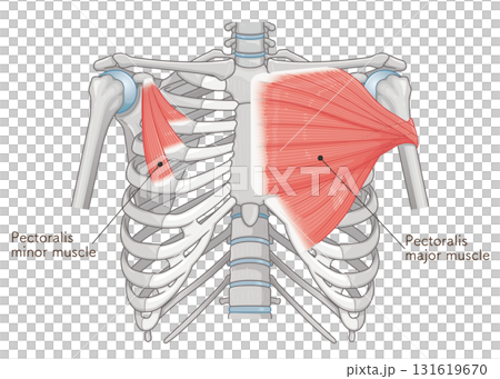 大胸筋、小胸筋のイラスト pectoral muscle illustration 131619670