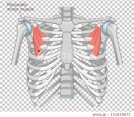 Pectoralis minor muscle illustration 131619672