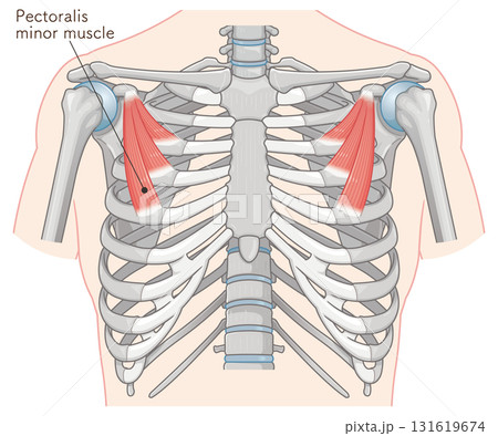 小胸筋のイラスト pectoralis minor muscle illustration 131619674