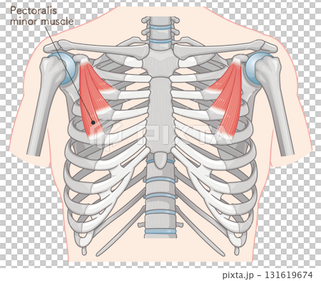 小胸筋のイラスト pectoralis minor muscle illustration 131619674