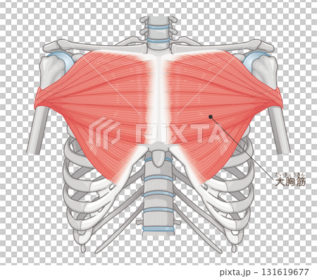 Pectoralis major muscle illustration 131619677