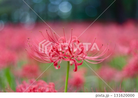 ヒガンバナ ヒガンバナ 131620000