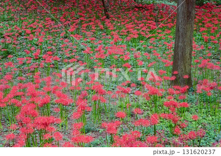 ヒガンバナ ヒガンバナ 131620237