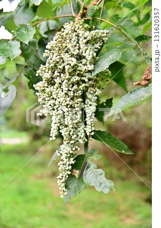 巨大なブドウの房を思わせる種子の塊 巨大なブドウの房を思わせる種子の塊 131620357