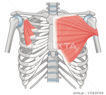 大胸筋、小胸筋のイラスト pectoral muscle illustration 131620359