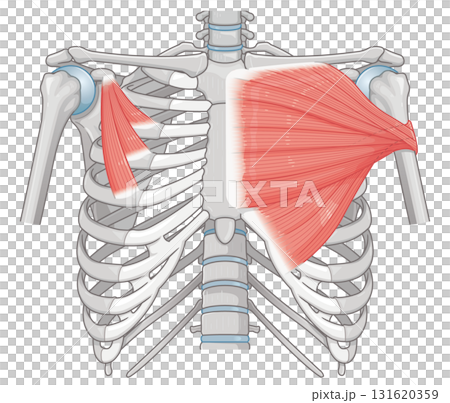 大胸筋、小胸筋のイラスト pectoral muscle illustration 131620359
