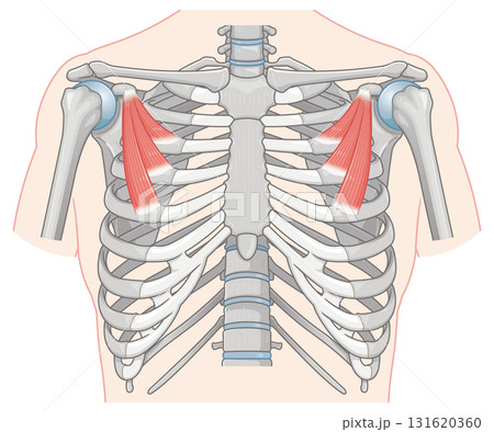 小胸筋のイラスト  pectoralis minor muscle illustration 131620360