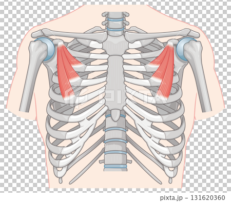 小胸筋のイラスト  pectoralis minor muscle illustration 131620360