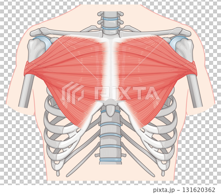 胸大肌圖 131620362