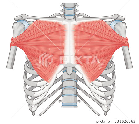大胸筋のイラスト pectoralis major muscle illustration 大胸筋のイラスト pectoralis major muscle illustration 131620363