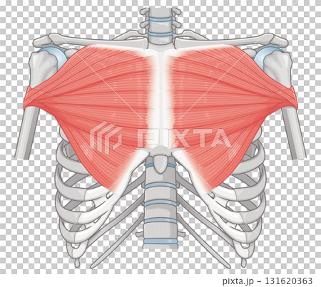 大胸筋のイラスト pectoralis major muscle illustration 大胸筋のイラスト pectoralis major muscle illustration 131620363
