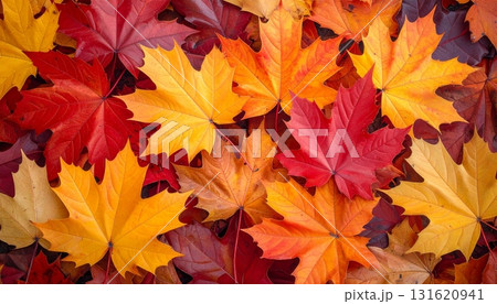 A bright, seamless pattern of colorful maple leaves and autumn foliage in orange, yellow, and red decorates the tree for the season in October A bright, seamless pattern of colorful maple leaves and autumn foliage in orange, yellow, and red decorates the tree for the season in October 131620941