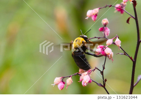 蜜を吸うキムネクマバチ 蜜を吸うキムネクマバチ 131621044