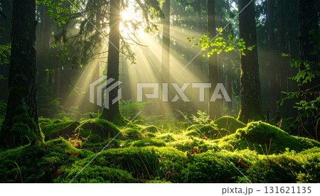 Morning sunlight streams through the lush green forest, illuminating a natural path among the trees and ferns Morning sunlight streams through the lush green forest, illuminating a natural path among the trees and ferns 131621135