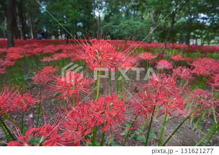 ヒガンバナ 131621277