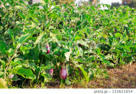 Purple striped eggplant garden-stuff s hang on bushes and sing under southern warm sun. Purple striped eggplant garden-stuff s hang on bushes and sing under southern warm sun. 131621854