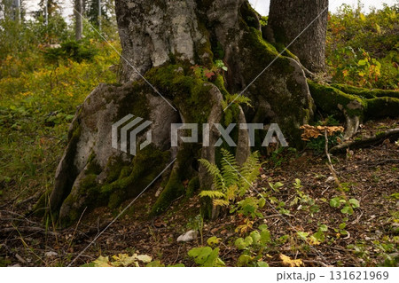 Majestic Tree Cloaked in Lush Moss 131621969