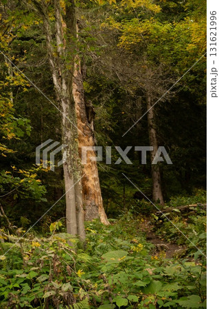 Lush Greenery of Nature's Canopy Lush Greenery of Nature's Canopy 131621996