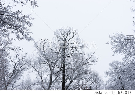 Winter Wonderland: Trees Blanketed in Fresh Snow 131622012