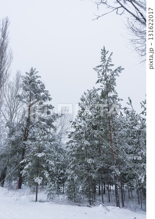 Winter Wonderland: Snow-Covered Trees in Serene Forest Setting 131622017