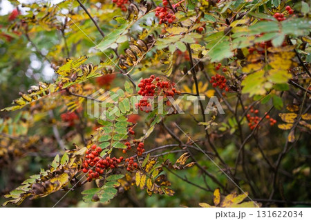 Bright Red Berries Amidst Lush Greenery 131622034