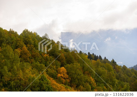 Majestic Trees Against a Rolling Hillside Majestic Trees Against a Rolling Hillside 131622036