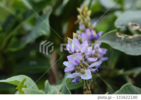自然 植物 タイワンクズ、花です。秋に開花、青みがかった淡い紫色でクズより控えめな感じ 自然 植物 タイワンクズ、花です。秋に開花、青みがかった淡い紫色でクズより控えめな感じ 131622180