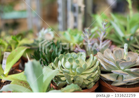 Succulents in pots on shelf in plant store Succulents in pots on shelf in plant store 131622259