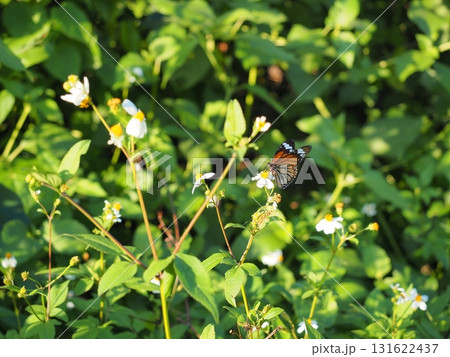 宮古島 新城海岸近くの蝶と花 Butterfly and Flower near Aragusuku 宮古島 新城海岸近くの蝶と花 Butterfly and Flower near Aragusuku 131622437