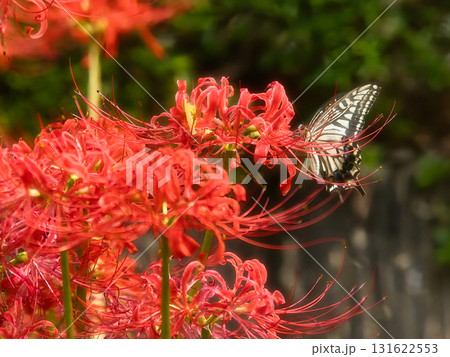 赤い彼岸花の蜜を吸うアゲハチョウ 131622553