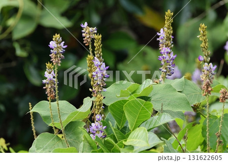 自然　植物　タイワンクズ、葉は三出複葉。クズの葉のような切れ込みはなく卵型です 131622605