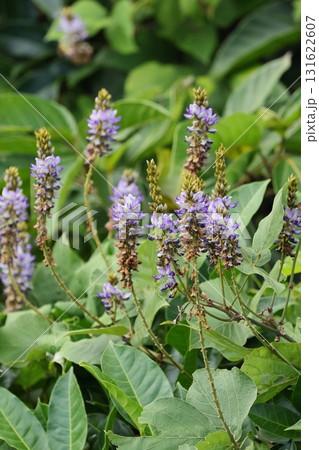 自然 植物 タイワンクズ、細長く伸びた花序。下方の花は終わり先端には蕾、中ほどに開花した花 自然 植物 タイワンクズ、細長く伸びた花序。下方の花は終わり先端には蕾、中ほどに開花した花 131622607