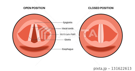 Vocal cords anatomy 131622613