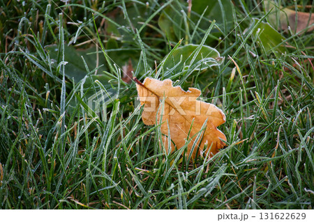 Brown Autumn Leaf Resting On Frosty Green Grass In Morning Light Brown Autumn Leaf Resting On Frosty Green Grass In Morning Light 131622629