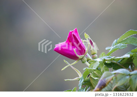 Close view of a vibrant pink rose bud with green leaves against a blurred background. Close view of a vibrant pink rose bud with green leaves against a blurred background. 131622632