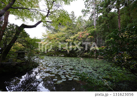 池のある京都の寺院の庭園風景 池のある京都の寺院の庭園風景 131623056