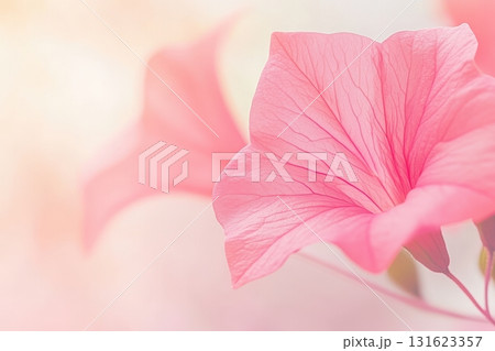 Pink flower blooming in soft light during springtime garden 131623357