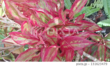 Vibrant Red Aglaonema Siam Decorative Tropical Plant with Colorful Leaves Vibrant Red Aglaonema Siam Decorative Tropical Plant with Colorful Leaves 131623479