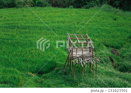 Rustic Bamboo Structure Overlooking Lush Green Rice Field in Rural Landscape under Clear Sky with Trees and Natural Beauty Background 131623501