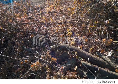 公園管理 公園管理 131623544