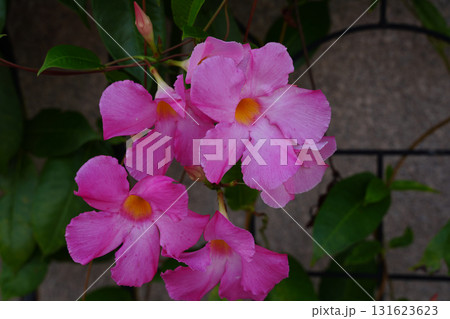 京都の街路に咲くマンデビラのピンクの花 京都の街路に咲くマンデビラのピンクの花 131623623