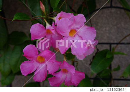 京都の街路に咲くマンデビラのピンクの花 京都の街路に咲くマンデビラのピンクの花 131623624