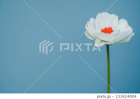 Bright white flower with orange center against a blue background 131624084