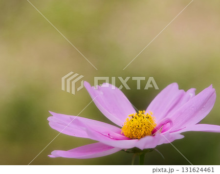 秋の花コスモス 131624461