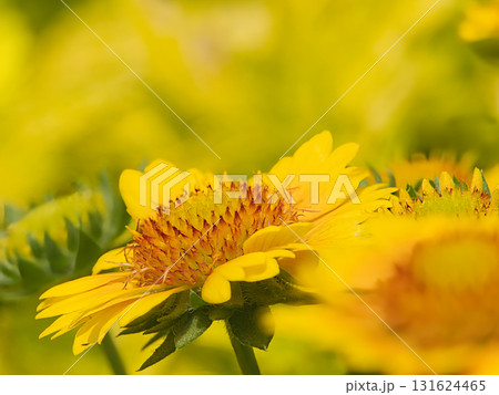 黄色いガイラルディア 131624465