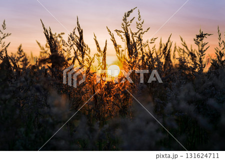 Silhouette plants on field against sky during sunset Silhouette plants on field against sky during sunset 131624711
